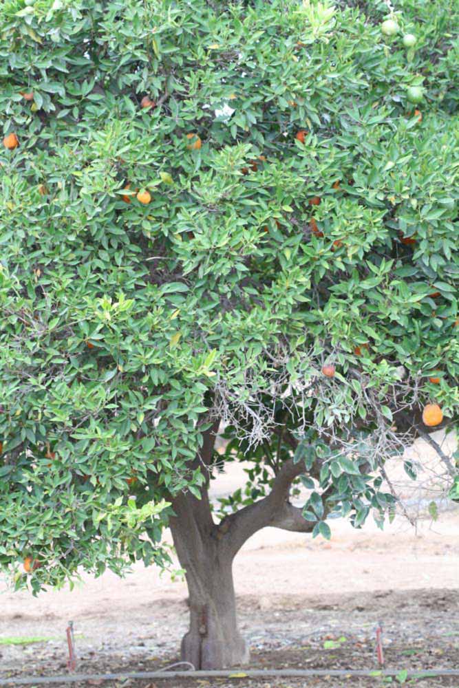            Habit (Riverside, CA)   